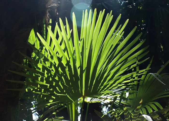 卢加诺萨沃萨青年旅舍 旅馆