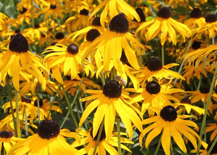 卢加诺萨沃萨青年旅舍 旅馆